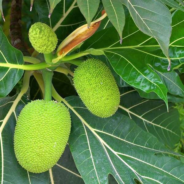 gog-plants-breadfruit-artocarpus-altilis-bakri-chajhar-plant-16968656191628.jpg