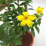 Bush Allamanda, Allamanda cathartica (Yellow) - Plant - BAA-745148