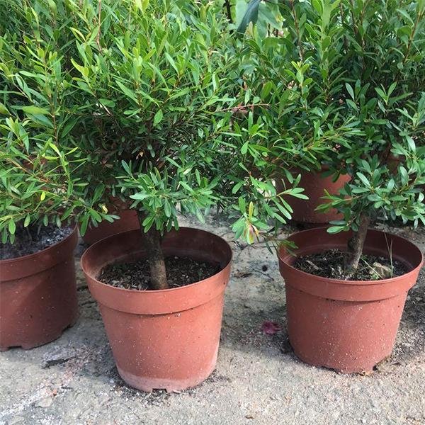 gog-plants-buxus-bodinieri-bodiniers-boxwood-plant.jpg