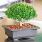 Buxus Bonsai - Plant - BBP-788504
