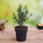 Buxus Microphylla Japonica - Plant - BMJ-522626