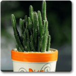 Cactus - Plant - CP-657443