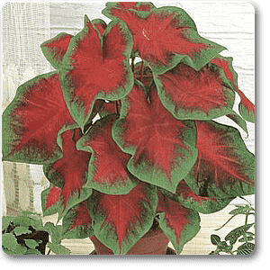 gog-plants-caladium-hortulanum-plant-16968675000460.png