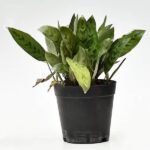 Calathea leopardina - Plant - CLP-894160