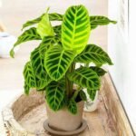 Calathea zebrina - Plant - CZP-443864