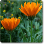 Calendula - Plant - CP-735740