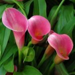 Calla Lily (Any Color) - Plant - CLC-160988
