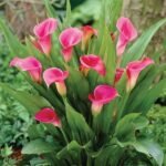 Calla Lily (Pink) - Plant - CLP-510229