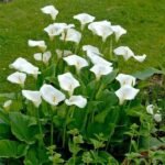 Calla Lily (White) - Plant - CLP-738003