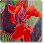 Canna (Orange Flower with Variegated Red Leaves ) - Plant - CFW-970742