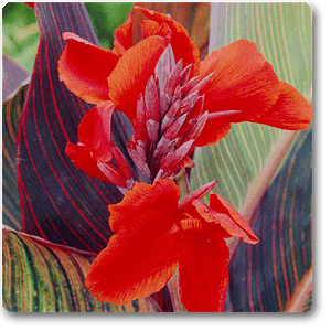 gog-plants-canna-orange-flower-with-variegated-red-leaves-plant-16968683159692.png