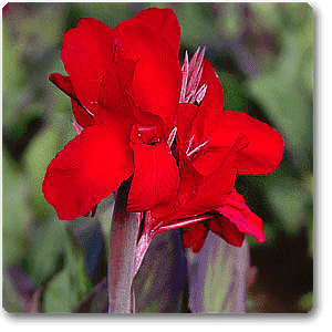 gog-plants-canna-red-flower-with-green-leaves-plant-16968683061388.png