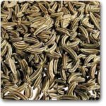 Caraway Seeds - Plant - CSP-879985