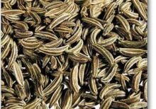 Caraway Seeds - Plant - CSP-879985