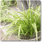 Carex Morrowii Variegata - Plant - CMV-342887