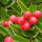 Carissa carandas - Plant - CCP-202322