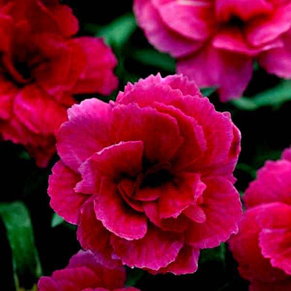 gog-plants-carnation-dark-pink-plant-16968686567564.jpg