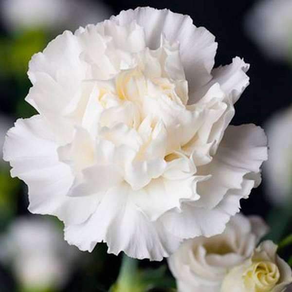 gog-plants-carnation-white-plant-16968686731404.jpg