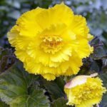 Carnation (Yellow) - Plant - CP-297058