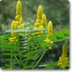 Cassia alata - Plant - CAP-150042