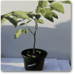 Cassia fistula, Golden shower Tree, Bahava - Plant - CFG-156336