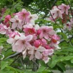 Cassia Javanica, Pink Shower - Plant - CJP-725450