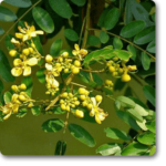 Cassia Siamea, Cassia Florida (Yellow) - Plant - CSC-103355