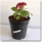 Celosia Cockscomb (Dark Pink) - Plant - CCP-828187