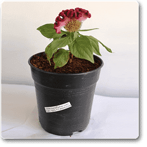 gog-plants-celosia-cockscomb-dark-pink-plant-16968705212556.png