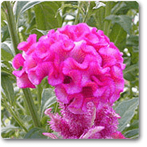 gog-plants-celosia-cockscomb-pink-plant-16968704852108.png