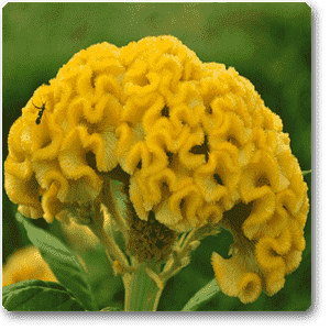 gog-plants-celosia-cockscomb-yellow-plant-16968705179788.png