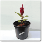 Celosia (Dark Pink) - Plant - CPP-949122