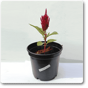 gog-plants-celosia-dark-pink-plant-16968707702924.png