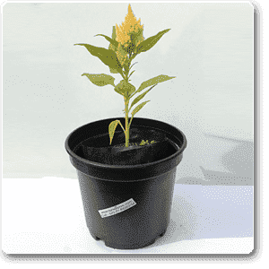 gog-plants-celosia-light-yellow-plant-16968705704076.png