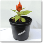 Celosia (Orange) - Plant - CP-549567