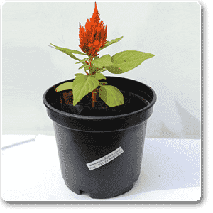 gog-plants-celosia-orange-plant-16968705802380.png