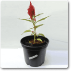 Celosia (Peach) - Plant - CP-671907