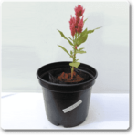 Celosia (Pink) - Plant - CP-443561