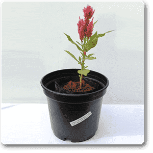 gog-plants-celosia-pink-plant-16968707145868.png