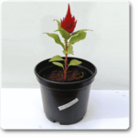 Celosia (Red) - Plant - CP-538582