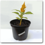 Celosia (Yellow) - Plant - CP-559730