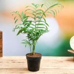 Chamaedorea elegans, Parlour Palm - Plant - CEP-146969