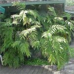 Chamaedorea Microspadix, Hardy Bamboo Palm  - Plant - CMH-508950