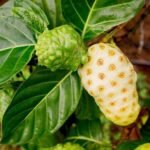 Cheese Fruit, Noni - Plant - CFN-530051