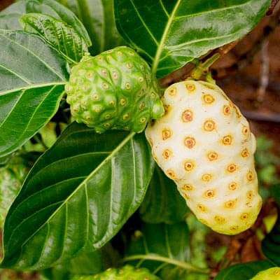 gog-plants-cheese-fruit-noni-plant-16968777433228.jpg