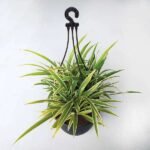 Chlorophytum, Spider Plant (Hanging Basket) - Plant - CSP-554702