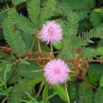 Chuimui, Touch me not Plant, Mimosa pudica - Plant - CTM-292231