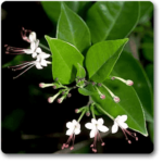 Clerodendrum Inerme (Koinal) - Plant - CIP-599157