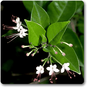 gog-plants-clerodendrum-inerme-koinal-plant-16968787034252.png