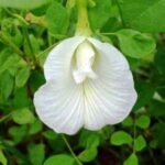 Clitoria Ternatea, Gokarna (White) - Plant - CTG-140973